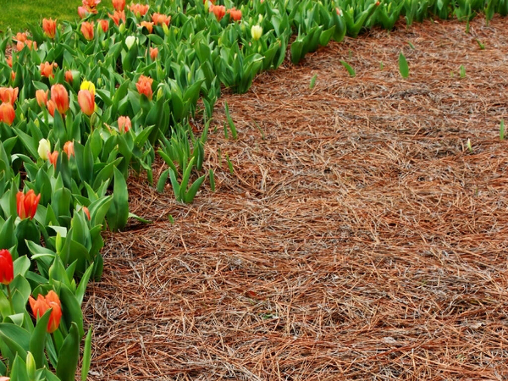 Pine Straw Application