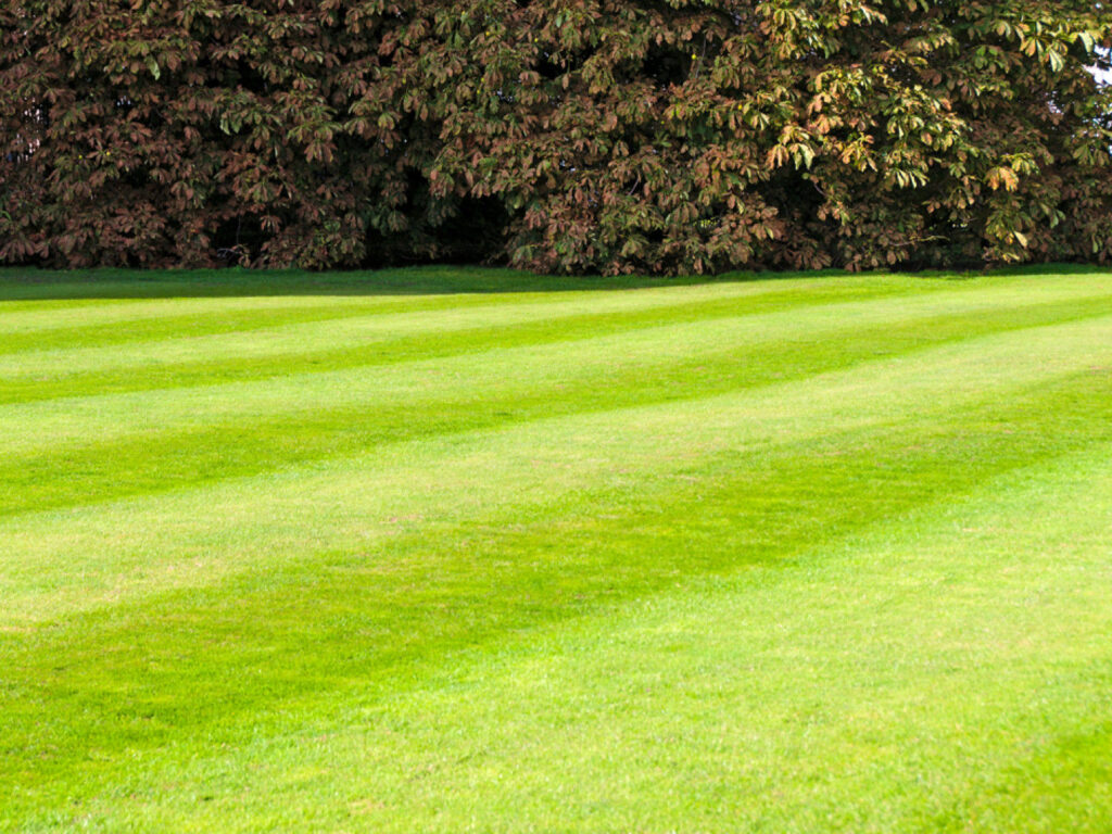 freshly mowed lawn						
